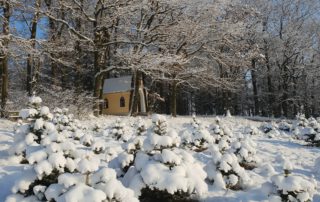 Christbäume im Schnee