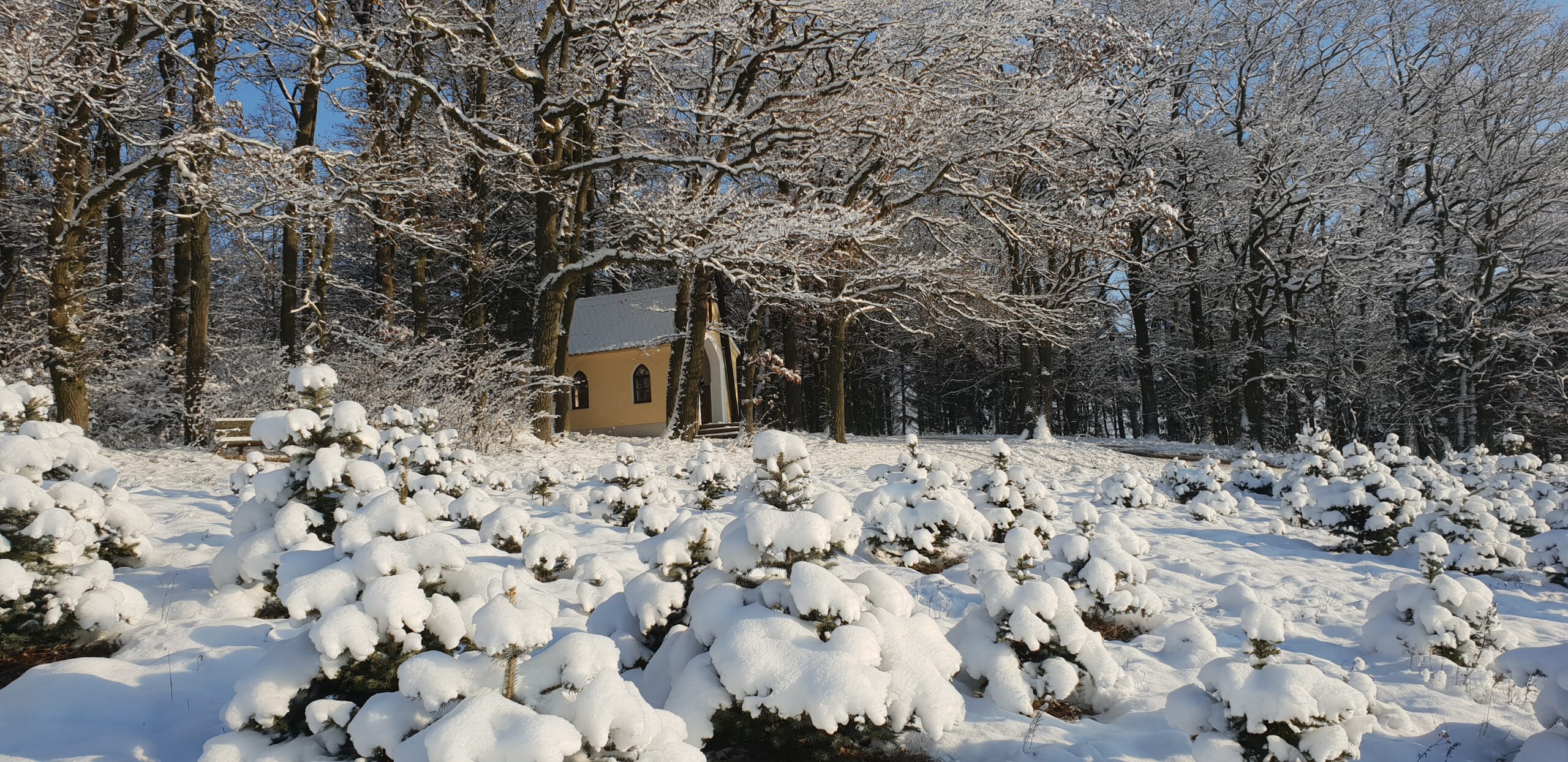 Christbäume im Schnee
